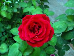 Rose Flower